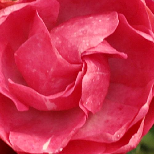 Rosa Dick Koster™ - roze - polyantha roos